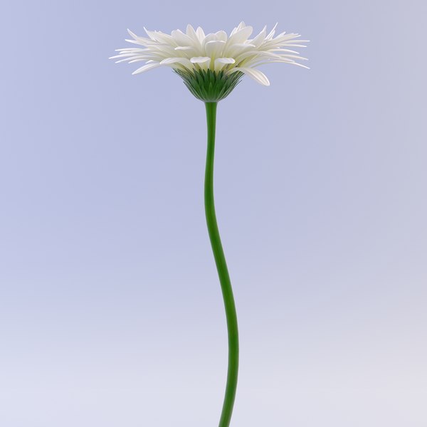 gerbera 3d max