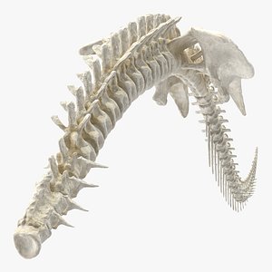 dinosaur spinal cord dino 3D model