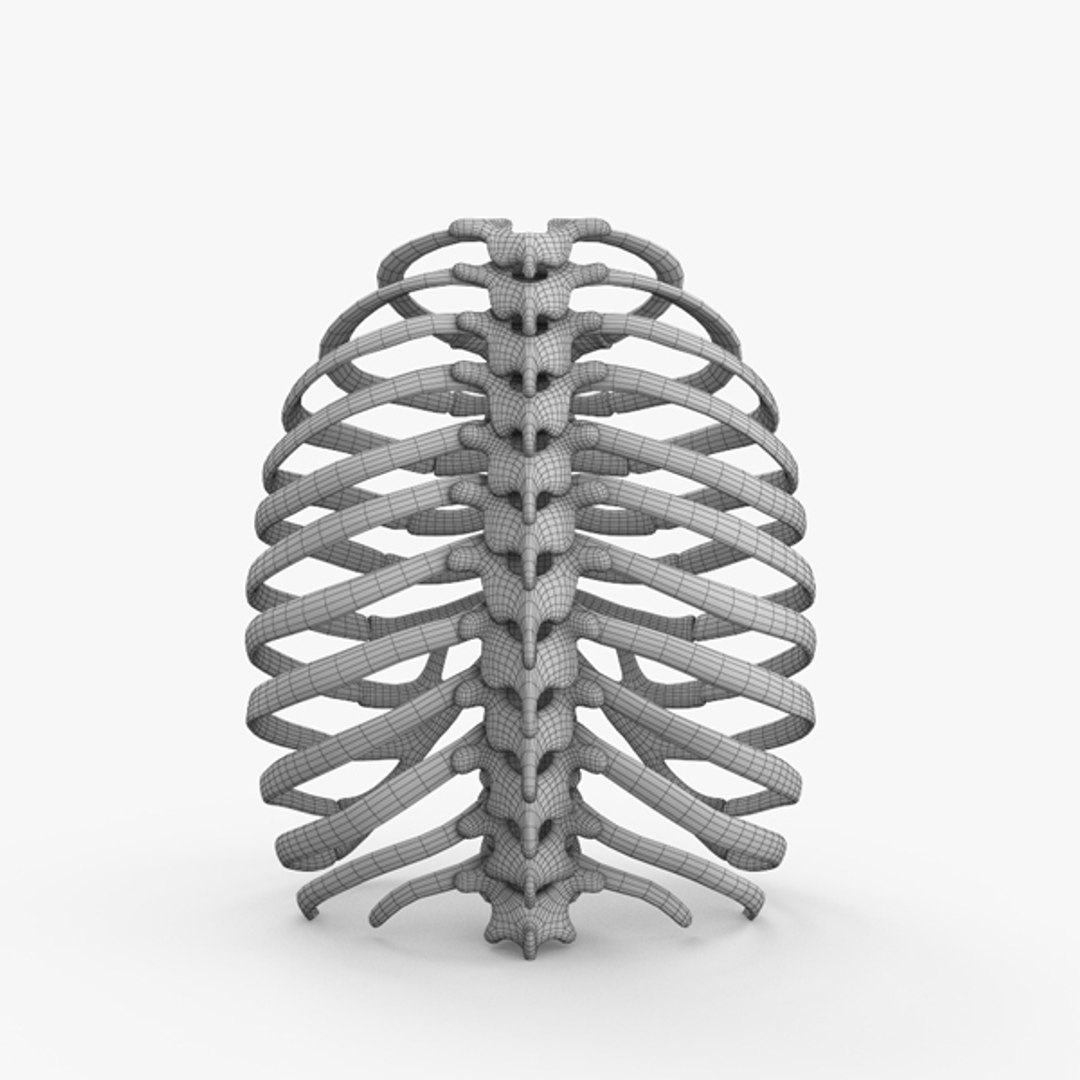 Rib cage 3D model - TurboSquid 1426887