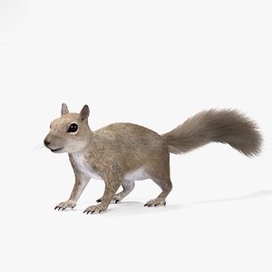 squirrel squir 3D