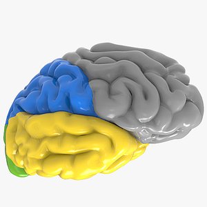 c4d nervous cerebrum colors sections