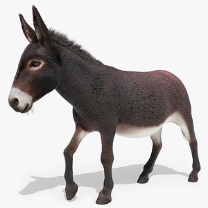 Domestic Donkey Fur Rigged for Blender 3D model