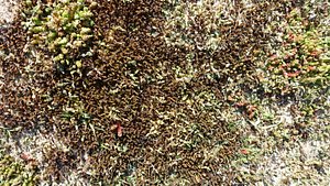 Ground Texture 0022