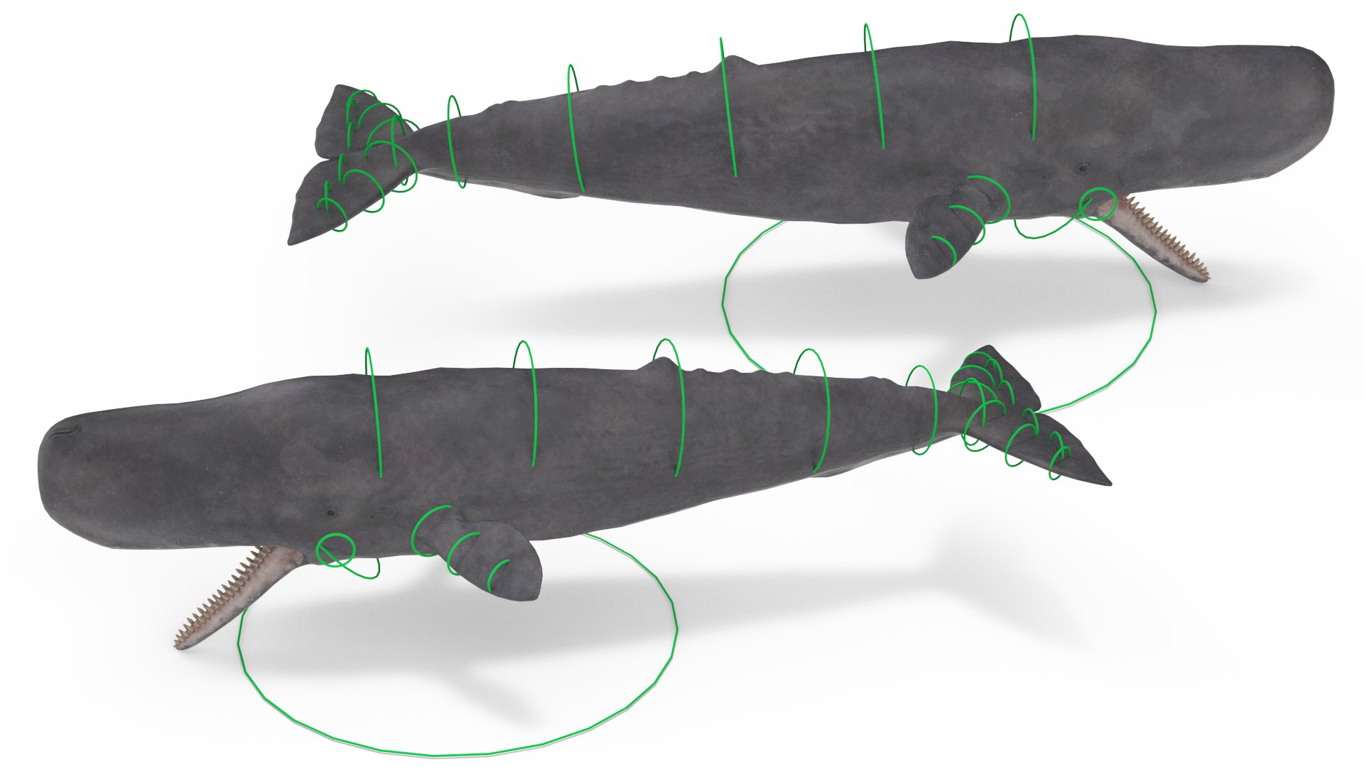 Cachalot Rigged 3D https://p.turbosquid.com/ts-thumb/ue/BjMvmN/3X/cachalotrigged3dsmodel020/jpg/1697683292/1920x1080/fit_q87/3b0e28b382655fe250540a1a552b70b80b94455a/cachalotrigged3dsmodel020.jpg