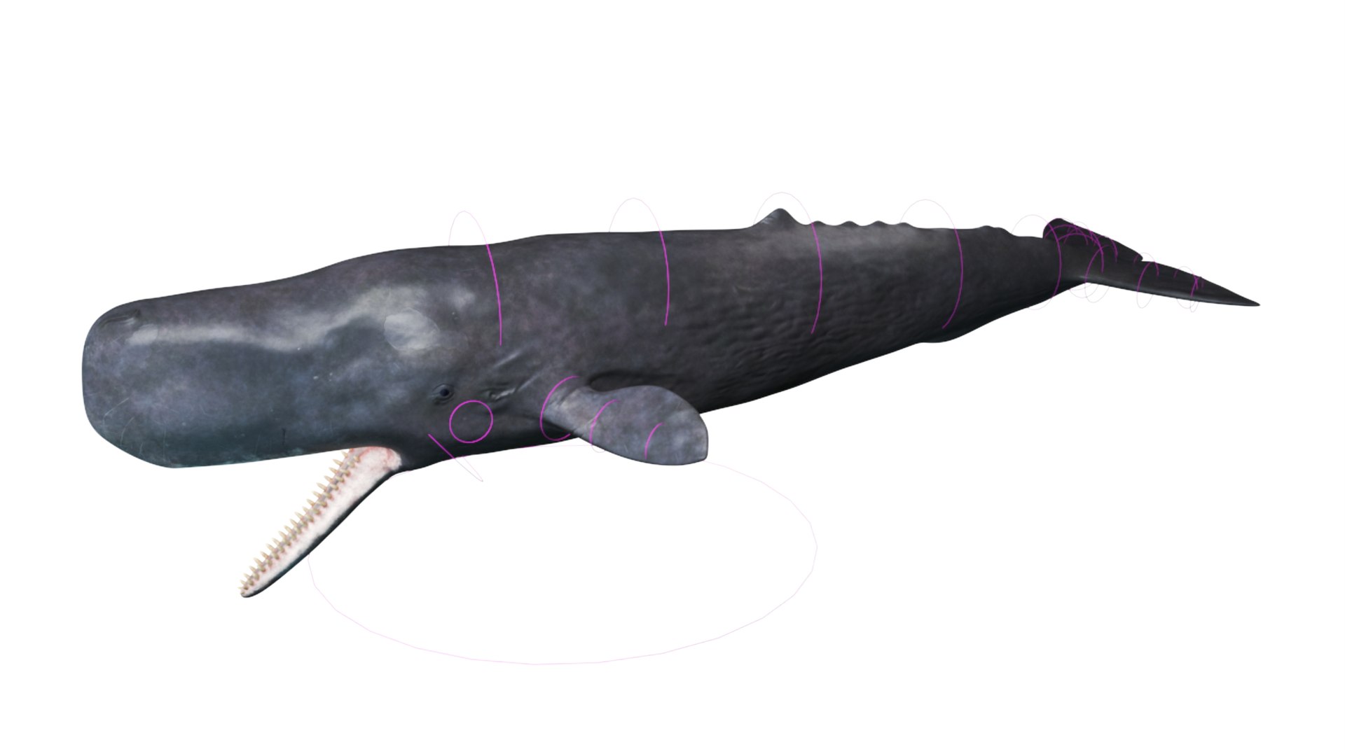 Cachalot Rigged 3D https://p.turbosquid.com/ts-thumb/ue/BjMvmN/HC/reproduction__cachalot_rigged_028/jpg/1703513452/1920x1080/fit_q87/db05af8f9f92115065b783bb322324a8ccc153d7/reproduction__cachalot_rigged_028.jpg