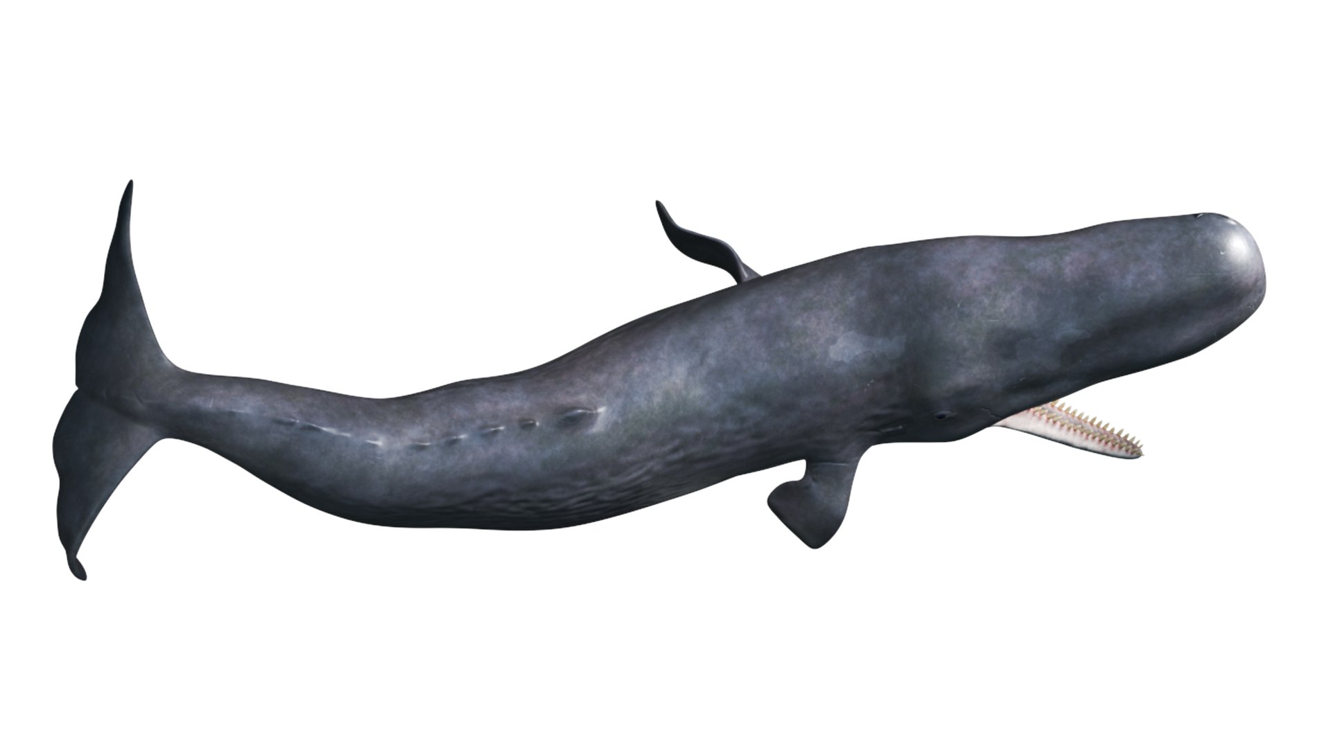 Cachalot Rigged 3D https://p.turbosquid.com/ts-thumb/ue/BjMvmN/Qq/reproduction__cachalot_rigged_014/jpg/1703513443/1920x1080/fit_q87/e12fe48796ca2e07b9dfb01b1cde7679ef756de4/reproduction__cachalot_rigged_014.jpg