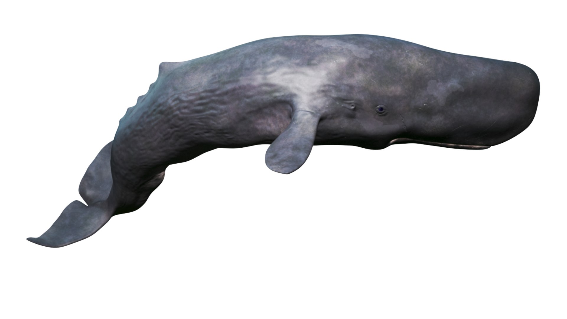 Cachalot Rigged 3D https://p.turbosquid.com/ts-thumb/ue/BjMvmN/TR/reproduction__cachalot_rigged_018/jpg/1703513445/1920x1080/fit_q87/dd8318a995778f6c651927dfc6aa1985c8124ea2/reproduction__cachalot_rigged_018.jpg