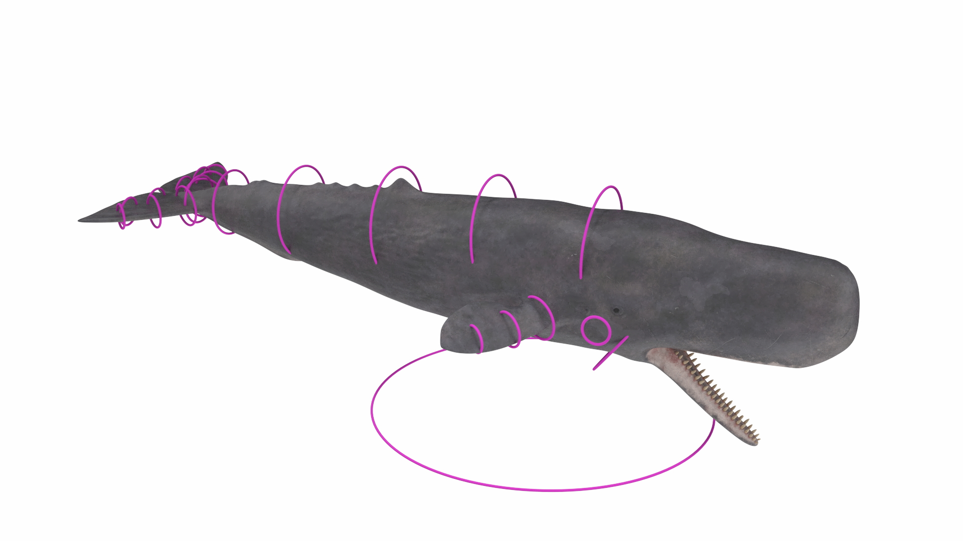 Cachalot Rigged 3D https://p.turbosquid.com/ts-thumb/ue/BjMvmN/UO/reproduction__cachalot_rigged_360/jpg/1702997359/1920x1080/turn_fit_q99/6c5313a852ca04291a9fd09e6f8ad0867ecfbf5f/reproduction__cachalot_rigged_360-1.jpg