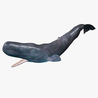 Cachalot Rigged