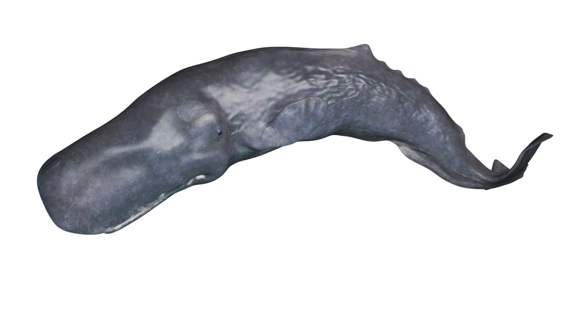 Cachalot Rigged 3D https://p.turbosquid.com/ts-thumb/ue/BjMvmN/aA/reproduction__cachalot_rigged_017/jpg/1703513445/1920x1080/fit_q87/bbe7f51dcca46a61c06749eccdf4a6b03c8f121d/reproduction__cachalot_rigged_017.jpg