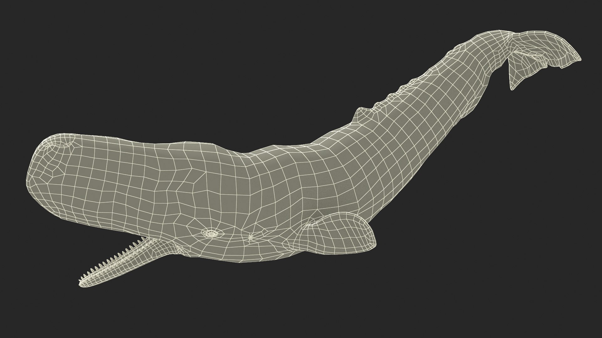Cachalot Rigged 3D https://p.turbosquid.com/ts-thumb/ue/BjMvmN/hZ/reproduction__cachalot_rigged_039/jpg/1703513459/1920x1080/fit_q87/153bfe8c174656f20b6cdea7801bb727428237c8/reproduction__cachalot_rigged_039.jpg