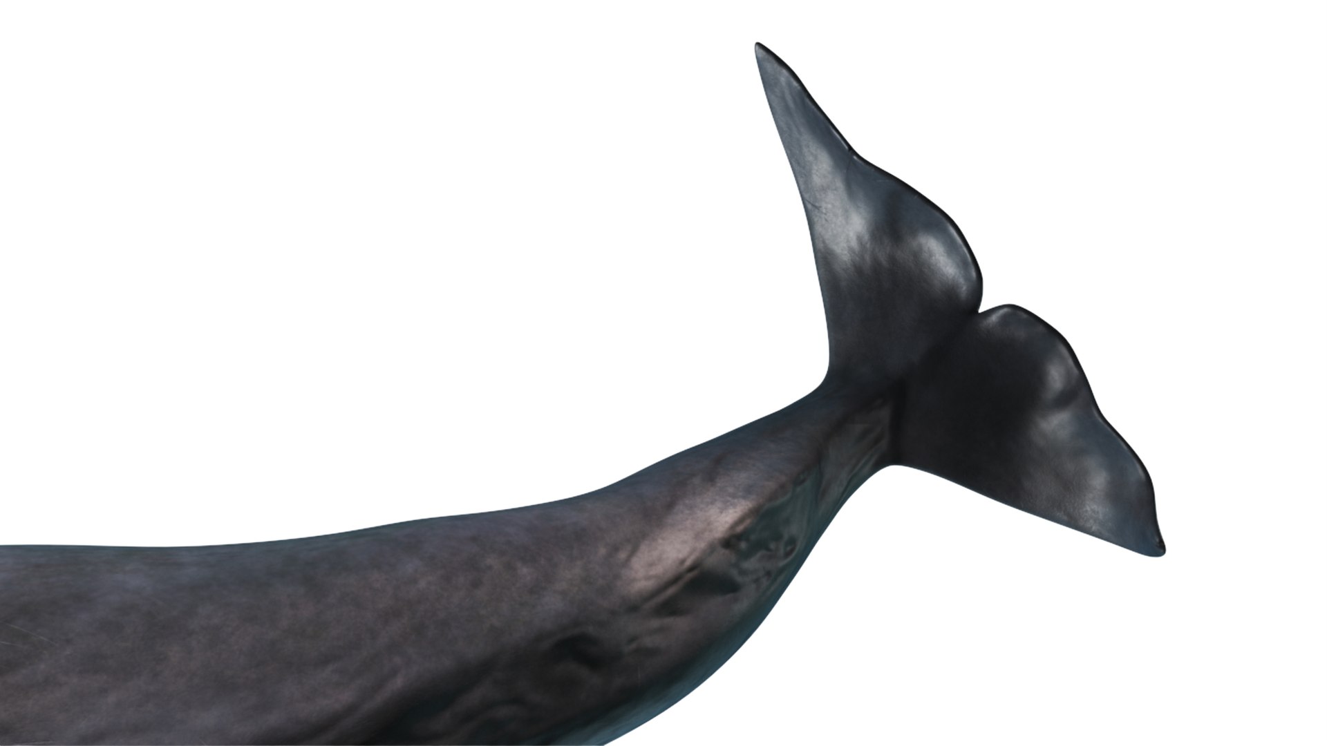 Cachalot Rigged 3D https://p.turbosquid.com/ts-thumb/ue/BjMvmN/yS/reproduction__cachalot_rigged_022/jpg/1703513449/1920x1080/fit_q87/5511c631568b1e2265ebed36a7d1d111eea1726c/reproduction__cachalot_rigged_022.jpg