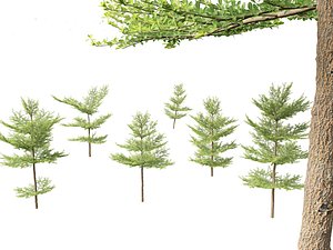 3D Terminalia mantaly - Madagascar Almond model