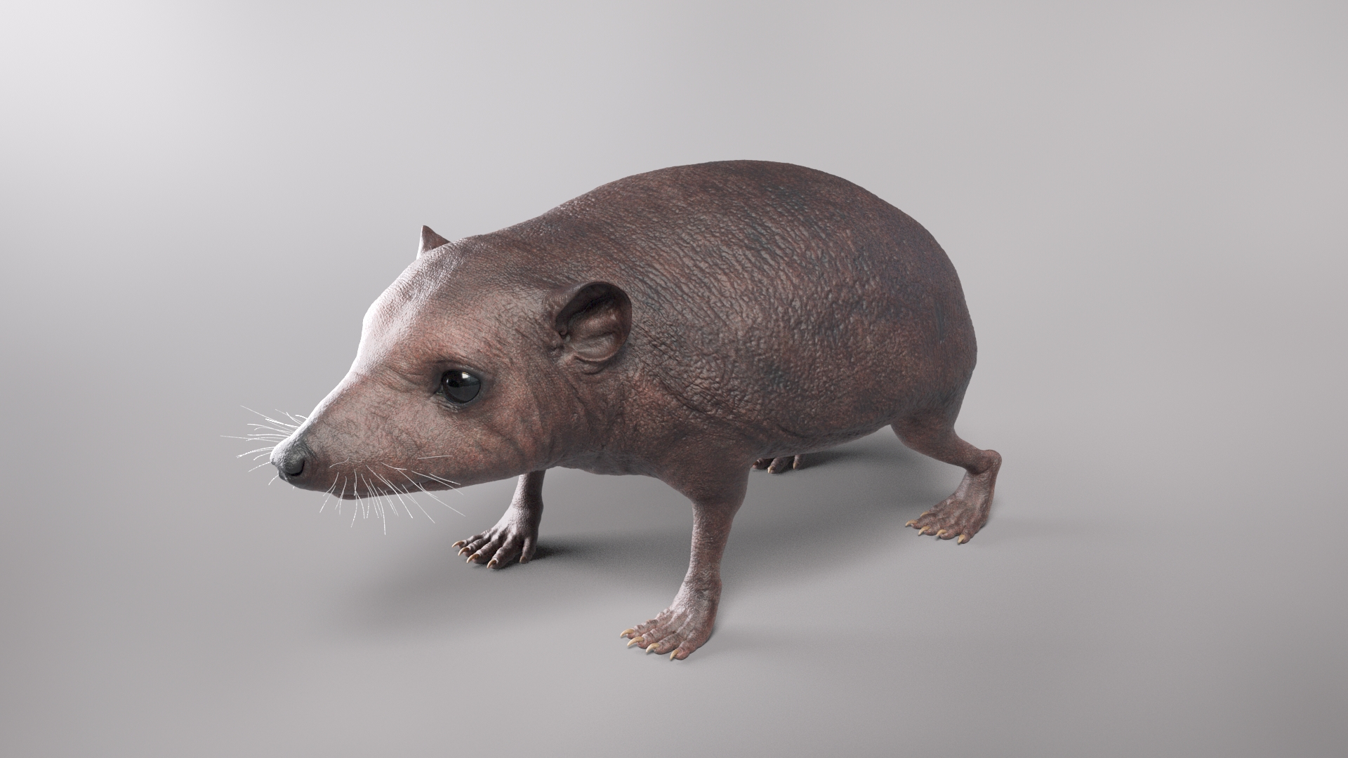hedgehog zbrush sculpt 3D model https://p.turbosquid.com/ts-thumb/ue/IDZ2pm/J4thi23k/beauty/jpg/1608028376/1920x1080/turn_fit_q99/5ce994cd71c2aa7f9dfe7288d043d2b02155d692/beauty-1.jpg