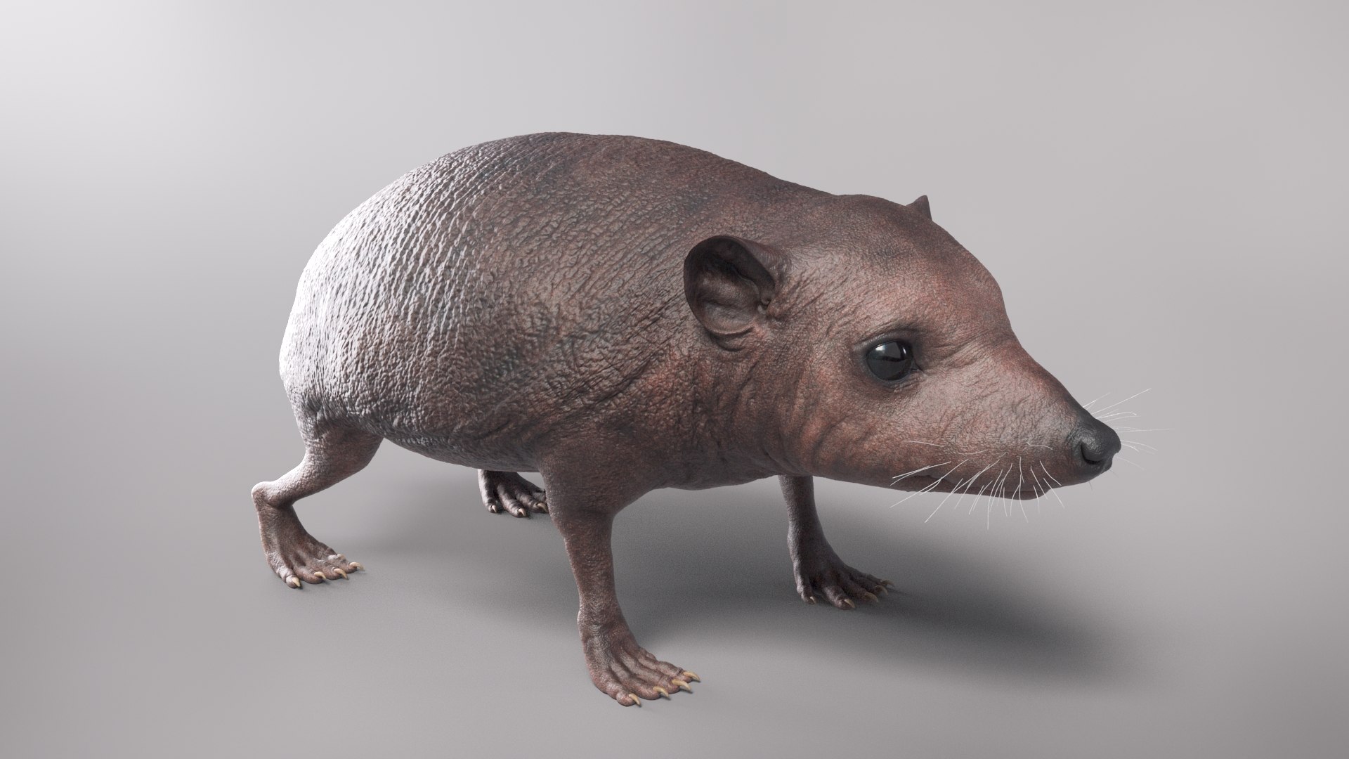 hedgehog zbrush sculpt 3D model https://p.turbosquid.com/ts-thumb/ue/IDZ2pm/Lx4kPfwo/beauty35/jpg/1608028378/1920x1080/fit_q87/c97f562e25e4e7a5a979d6ed9e43287319a0d34d/beauty35.jpg