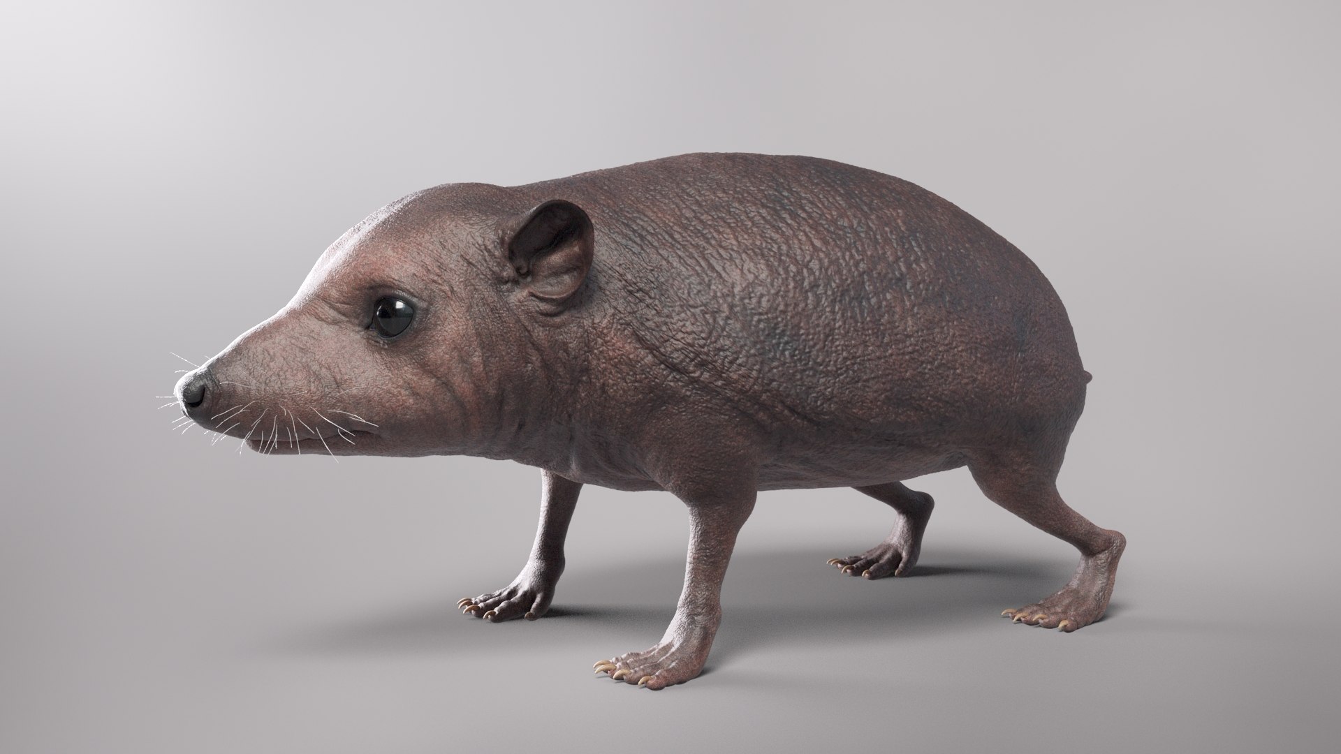 hedgehog zbrush sculpt 3D model https://p.turbosquid.com/ts-thumb/ue/IDZ2pm/U3BbaqgT/beauty31/jpg/1608028378/1920x1080/fit_q87/394816379e87a89dd74c1fba2b12862bbeb5a45e/beauty31.jpg