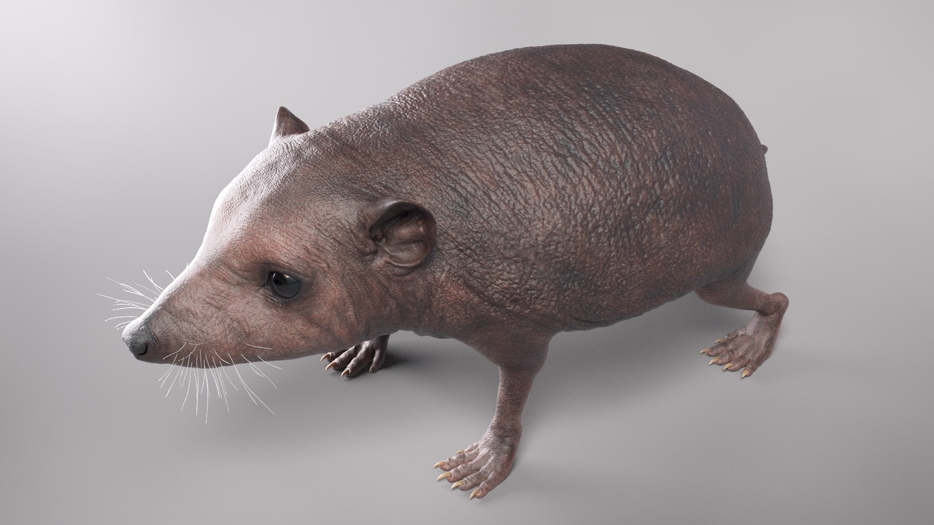 hedgehog zbrush sculpt 3D model https://p.turbosquid.com/ts-thumb/ue/IDZ2pm/uWTFSKIn/beauty32/jpg/1608028378/1920x1080/fit_q87/3946f75aac591d1674703b4853f3799968f2f155/beauty32.jpg