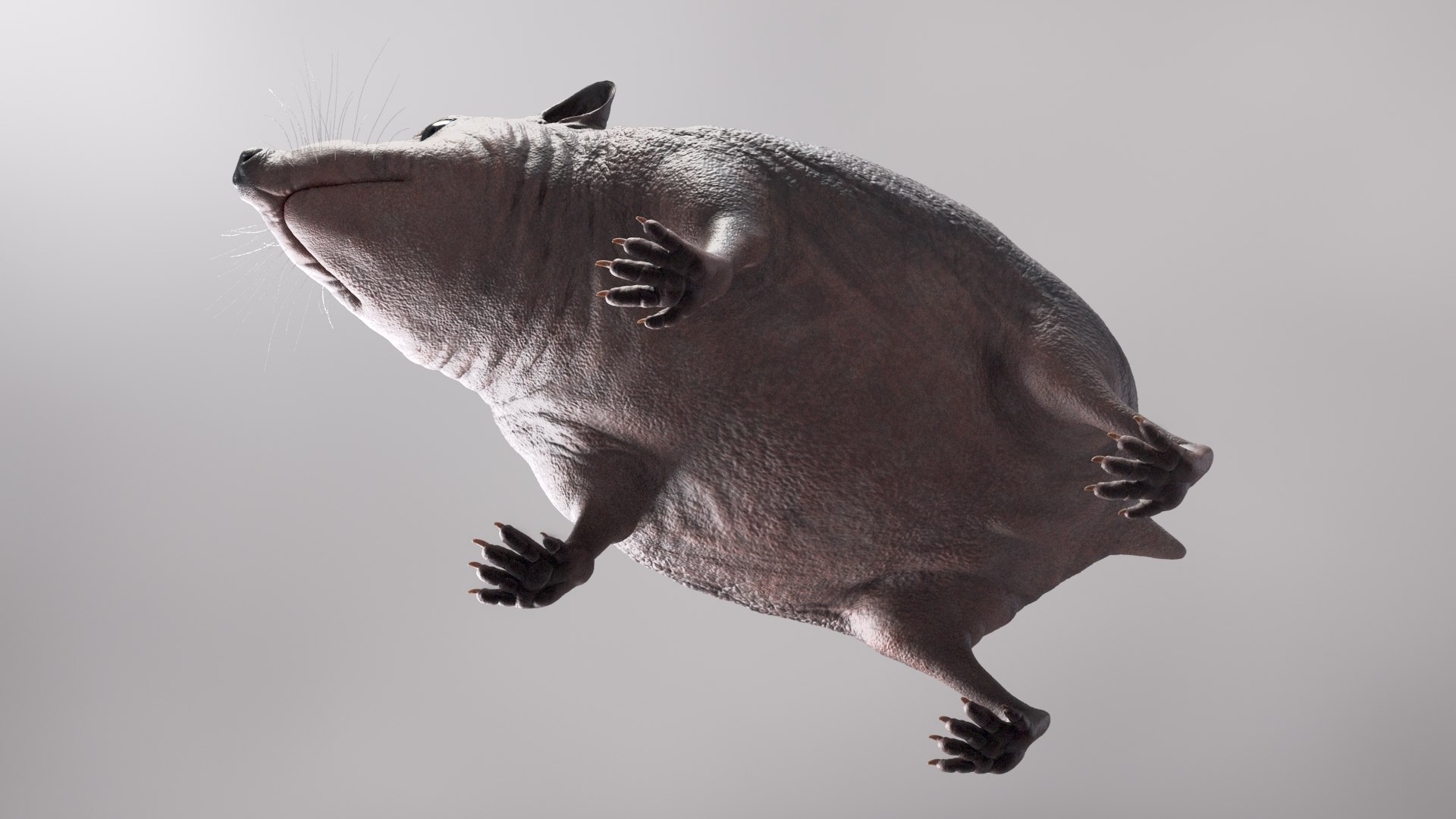 hedgehog zbrush sculpt 3D model https://p.turbosquid.com/ts-thumb/ue/IDZ2pm/zMqZ7QBM/beauty34/jpg/1608028378/1920x1080/fit_q87/19f860b9a339c3becf9e82e964bc63a22320ad65/beauty34.jpg