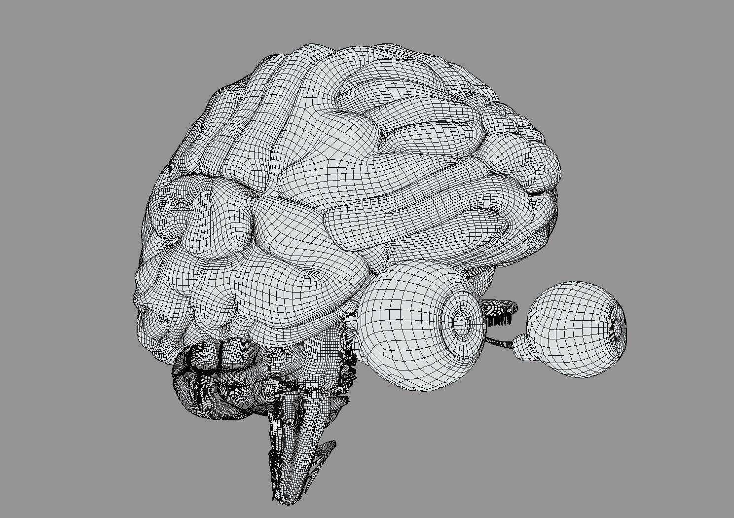 3D brain stem model - TurboSquid 1370556