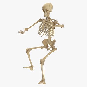 real human female skeleton 3D