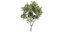Коллекционное растение, том 572 - Эвкалипт - Пауцифлора - дерево - Модель блендера
