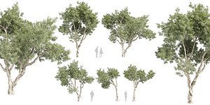 3D Collection plant vol 572 - Eucalyptus - Pauciflora - tree - Blender model