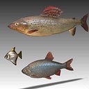 3d model pack fishes