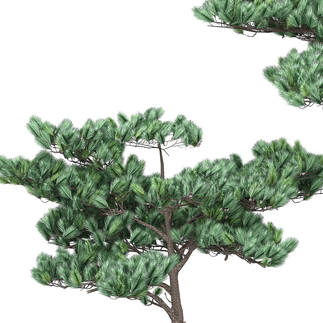 pine 4 3D model https://p.turbosquid.com/ts-thumb/uf/HUh6oh/Xk7am45s/pine43/jpg/1605537209/1920x1080/fit_q87/c34fb69ea32d33b78eb7ed487126c4fa96061ca7/pine43.jpg