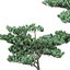 Pine 4