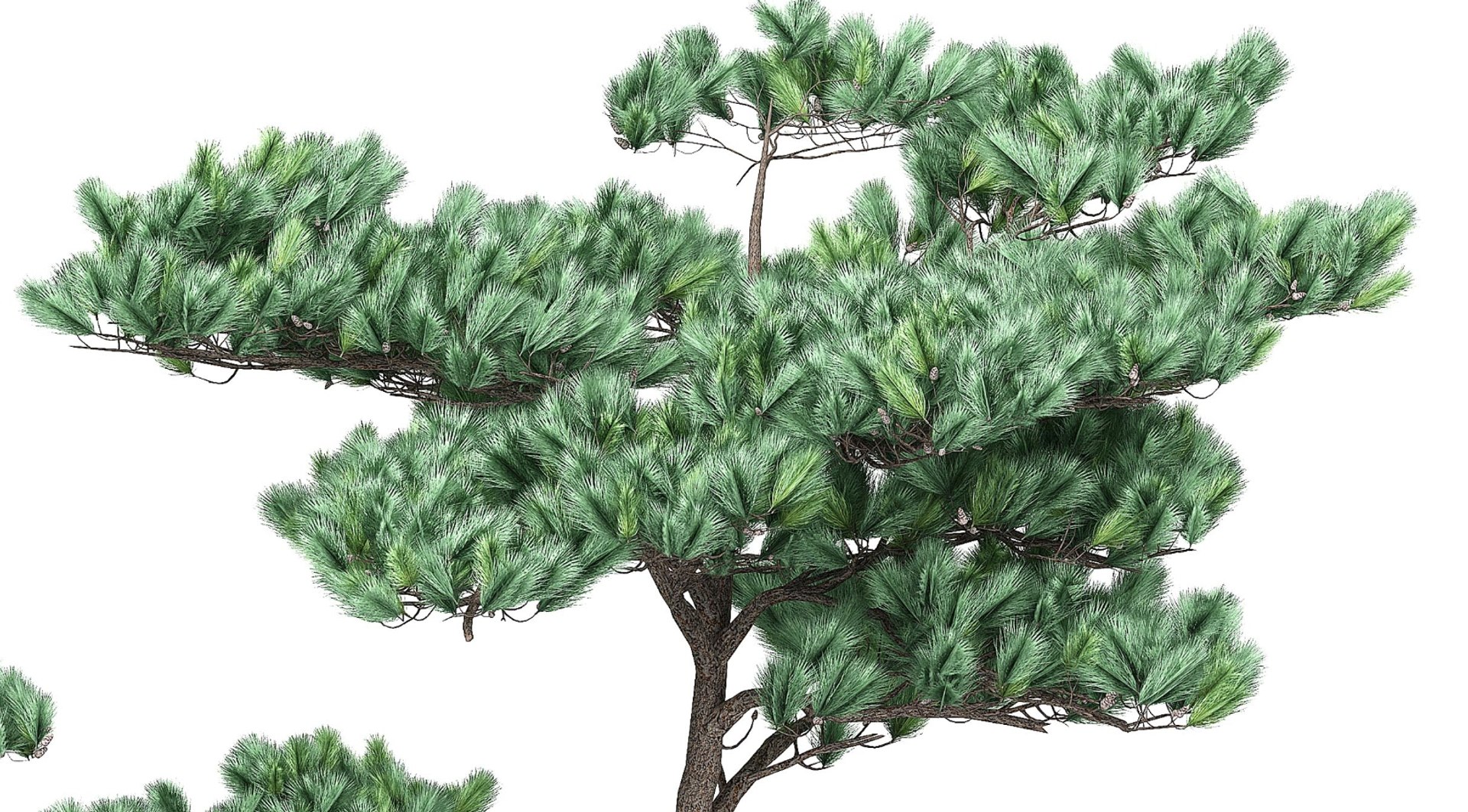 pine 4 3D model https://p.turbosquid.com/ts-thumb/uf/HUh6oh/ghW7Fc8L/pine44/jpg/1605537209/1920x1080/fit_q87/0e58377b7eb6d131ea74c9179f60032d4a6785b1/pine44.jpg