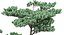Pine 4