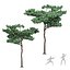 Pine 4