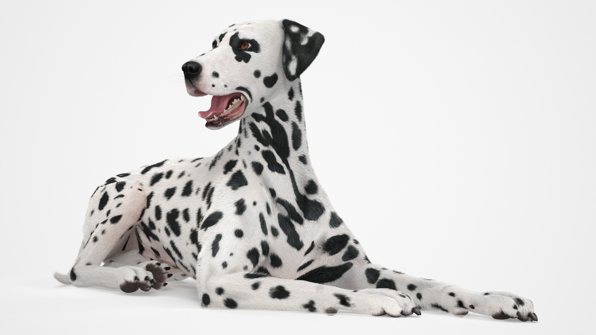 Spotted Lying Dalmatian Dog Fur 3D model preview
