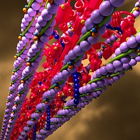 Actin Myosin Muscle Model