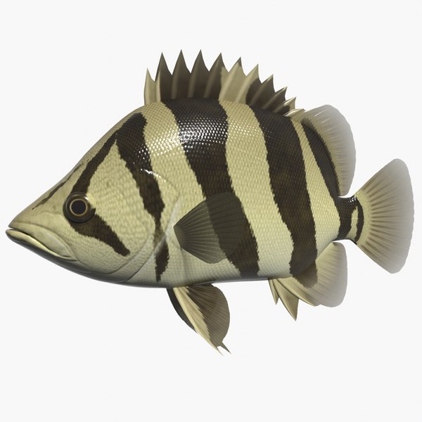 Barb Fish glTF Models for Download | TurboSquid