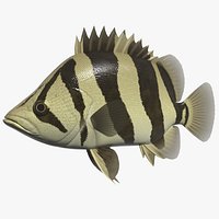 Siamese tigerfish