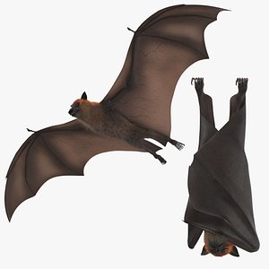 Fruit Bat - 2 Poses - Flying and Hanging