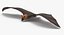 fruit bat 2 poses 3D model