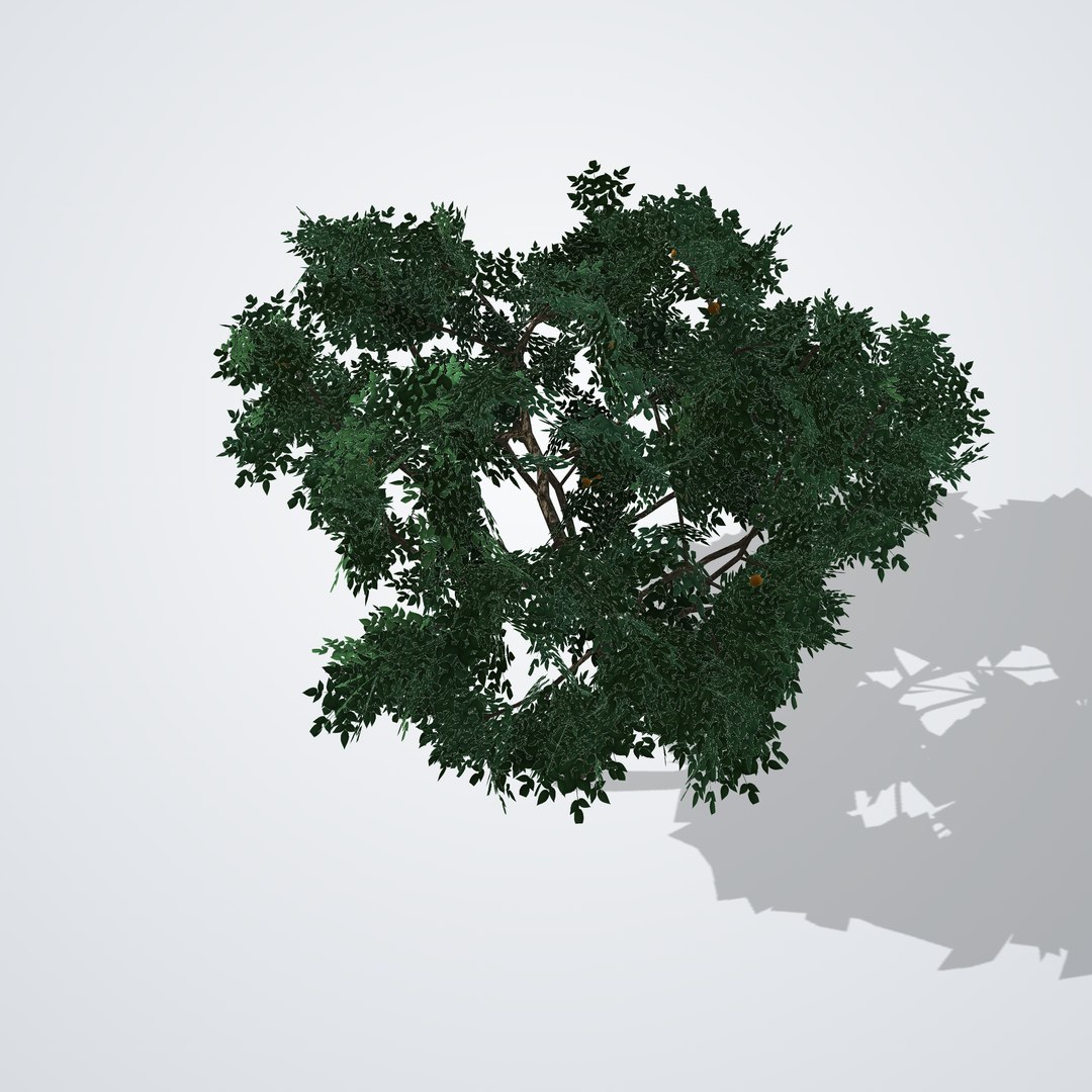 Mandarin Tree - Citrus reticulata 3D model https://p.turbosquid.com/ts-thumb/uf/m14xMG/2y/citrusreticulata_05_top/png/1790119926/1920x1080/fit_q87/6c27968290d7bdf0f1167b475b864f3909135e82/citrusreticulata_05_top.jpg