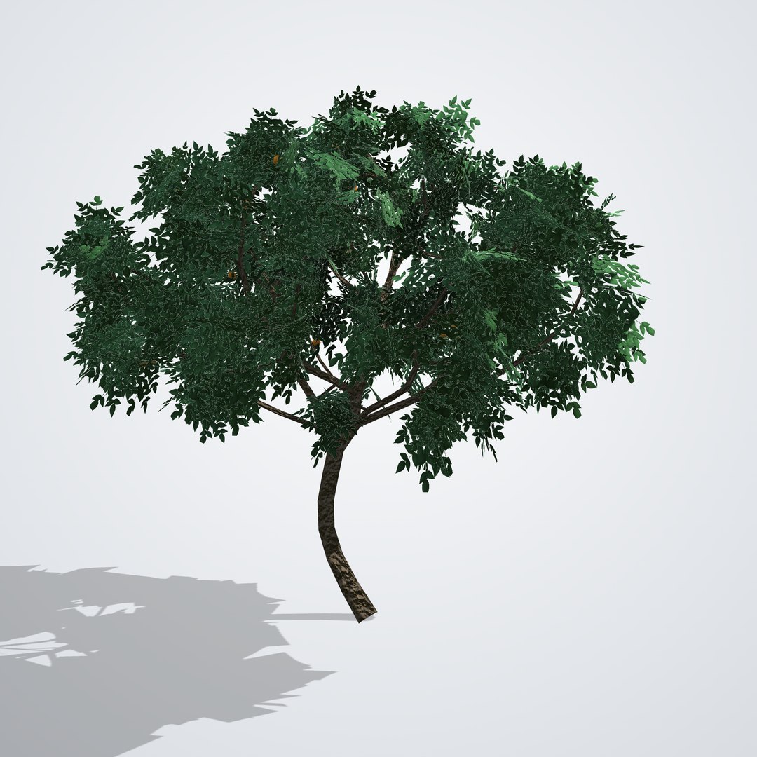 Mandarin Tree - Citrus reticulata 3D model https://p.turbosquid.com/ts-thumb/uf/m14xMG/3N/citrusreticulata_03_back/png/1790119926/1920x1080/fit_q87/6182e60346edc4e2f018f914d25b8bfa637e3c5f/citrusreticulata_03_back.jpg