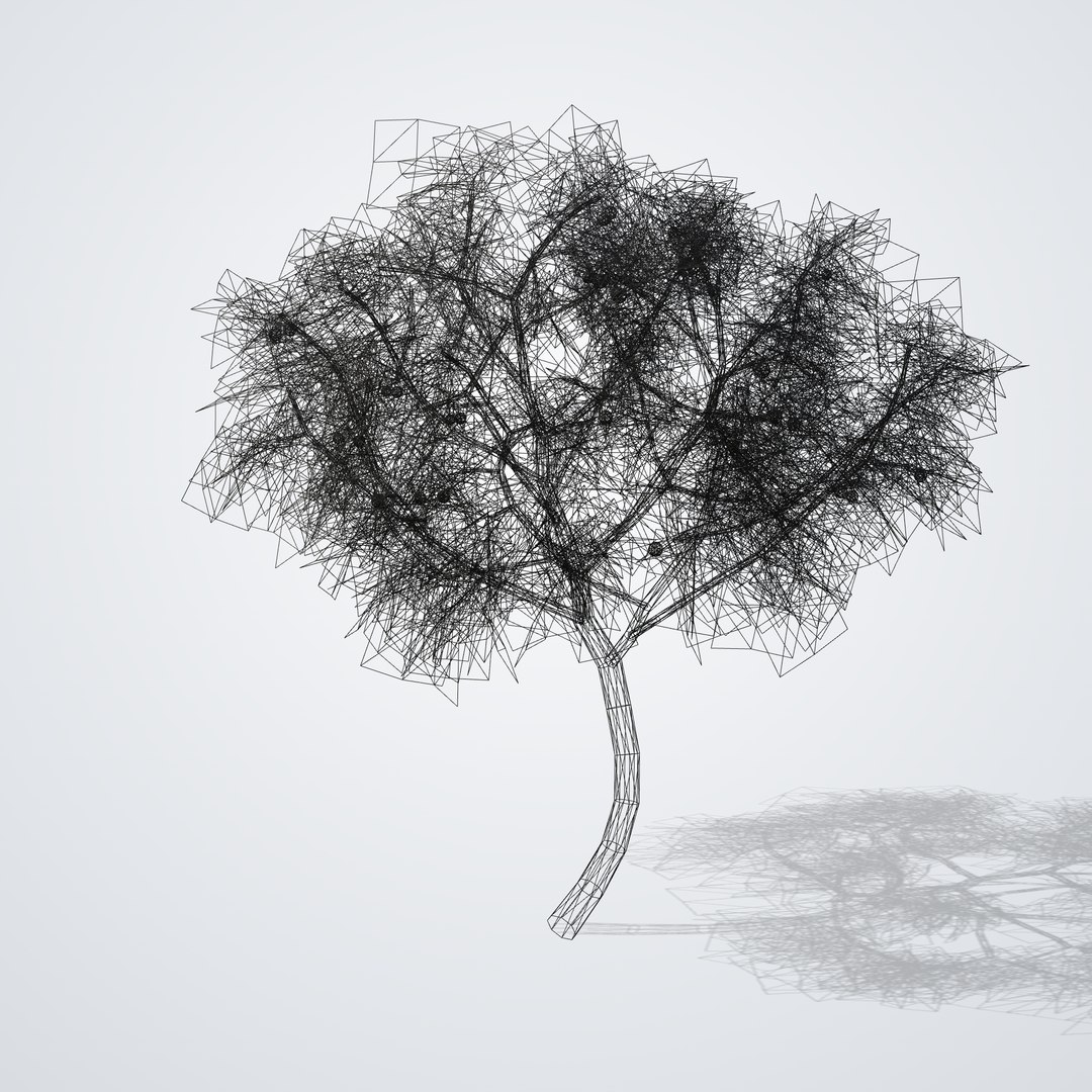 Mandarin Tree - Citrus reticulata 3D model https://p.turbosquid.com/ts-thumb/uf/m14xMG/SL/citrusreticulata_06_wireframe/png/1790119926/1920x1080/fit_q87/f103fe82a0e7b95dc136cf02128ee1471f8558e8/citrusreticulata_06_wireframe.jpg