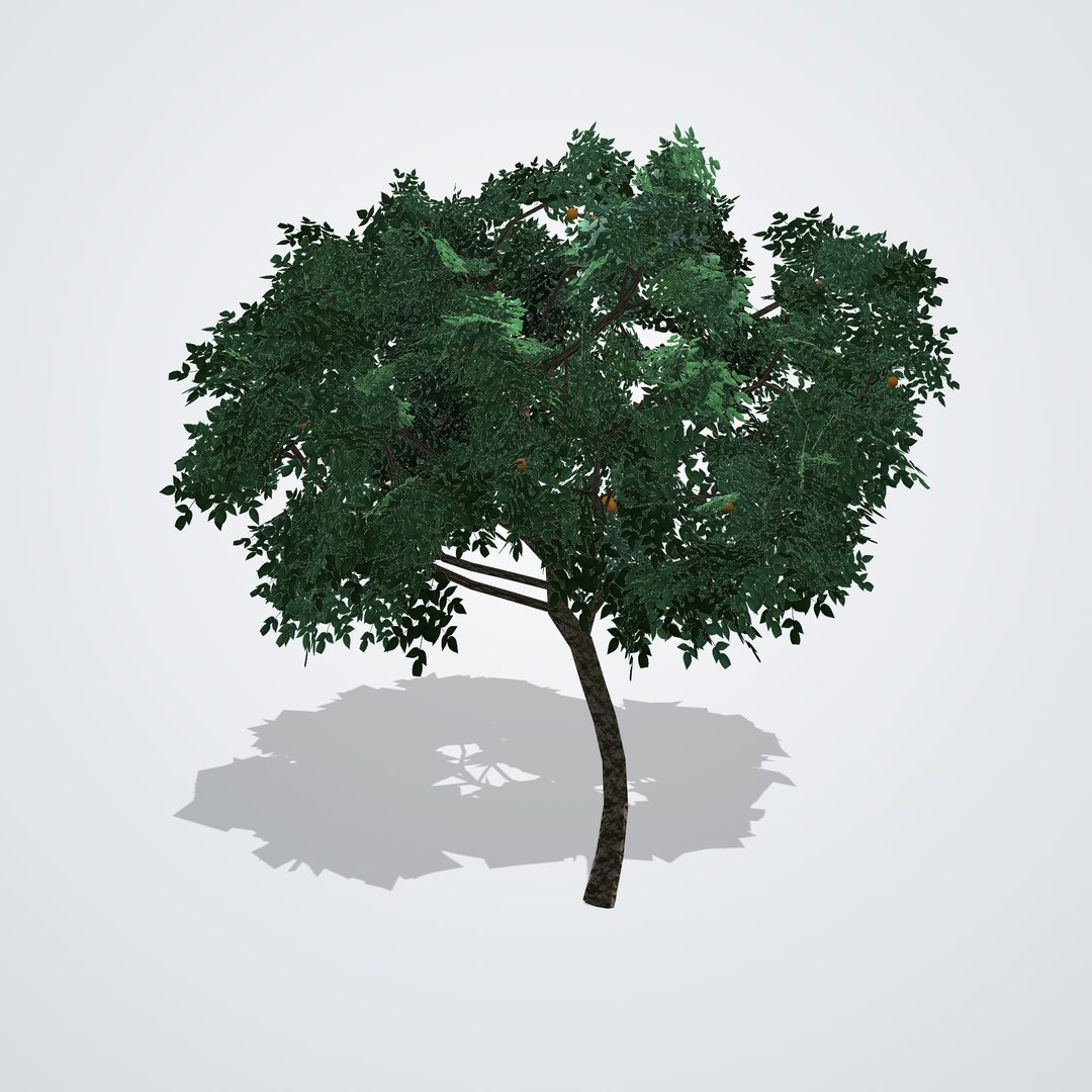 Mandarin Tree - Citrus reticulata 3D model https://p.turbosquid.com/ts-thumb/uf/m14xMG/q4/citrusreticulata_04_side_left/png/1790119925/1920x1080/fit_q87/87e57b523cd6be50cf91bd6c53580ded509b6b2f/citrusreticulata_04_side_left.jpg