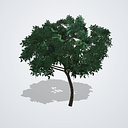 Mandarin Tree - Citrus reticulata