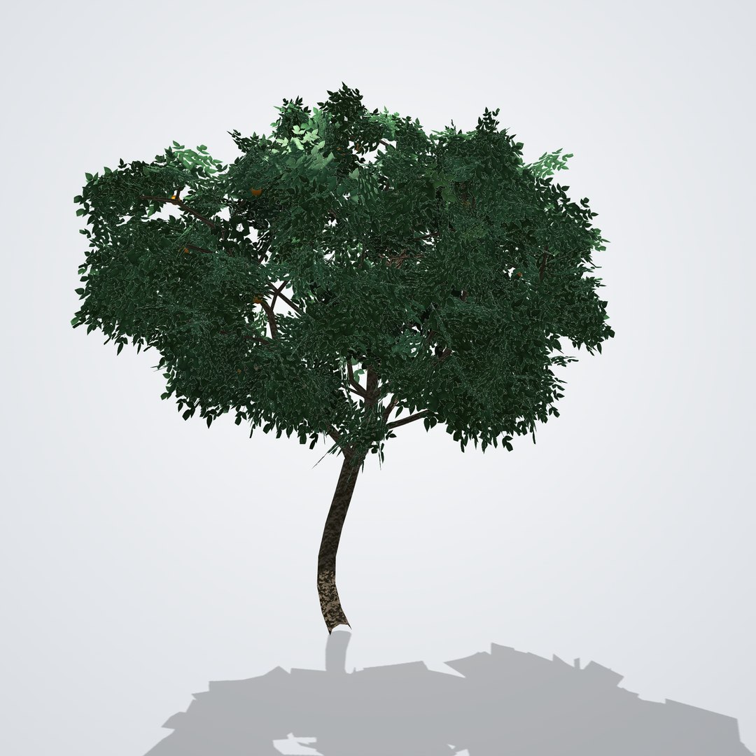 Mandarin Tree - Citrus reticulata 3D model https://p.turbosquid.com/ts-thumb/uf/m14xMG/ws/citrusreticulata_02_side_right/png/1790119926/1920x1080/fit_q87/374bcce28fbbb1c0775b18101a5803d2e9fd764d/citrusreticulata_02_side_right.jpg