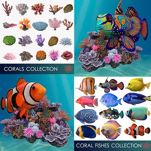 3D corals fishes