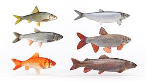 3D Fish Collection model