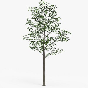 3D Tree Magnolia Liliflora A 01 - PBR model