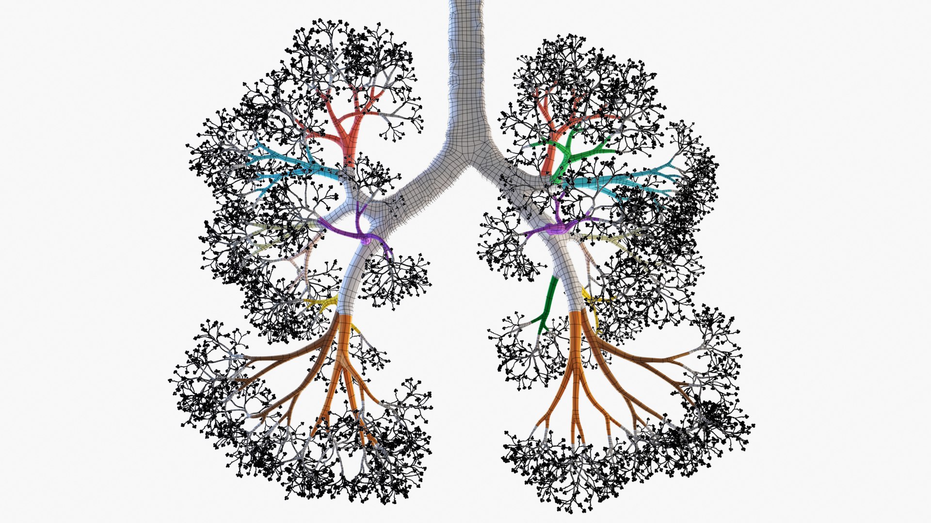 Lungs Trachea 3D Model - TurboSquid 1546197