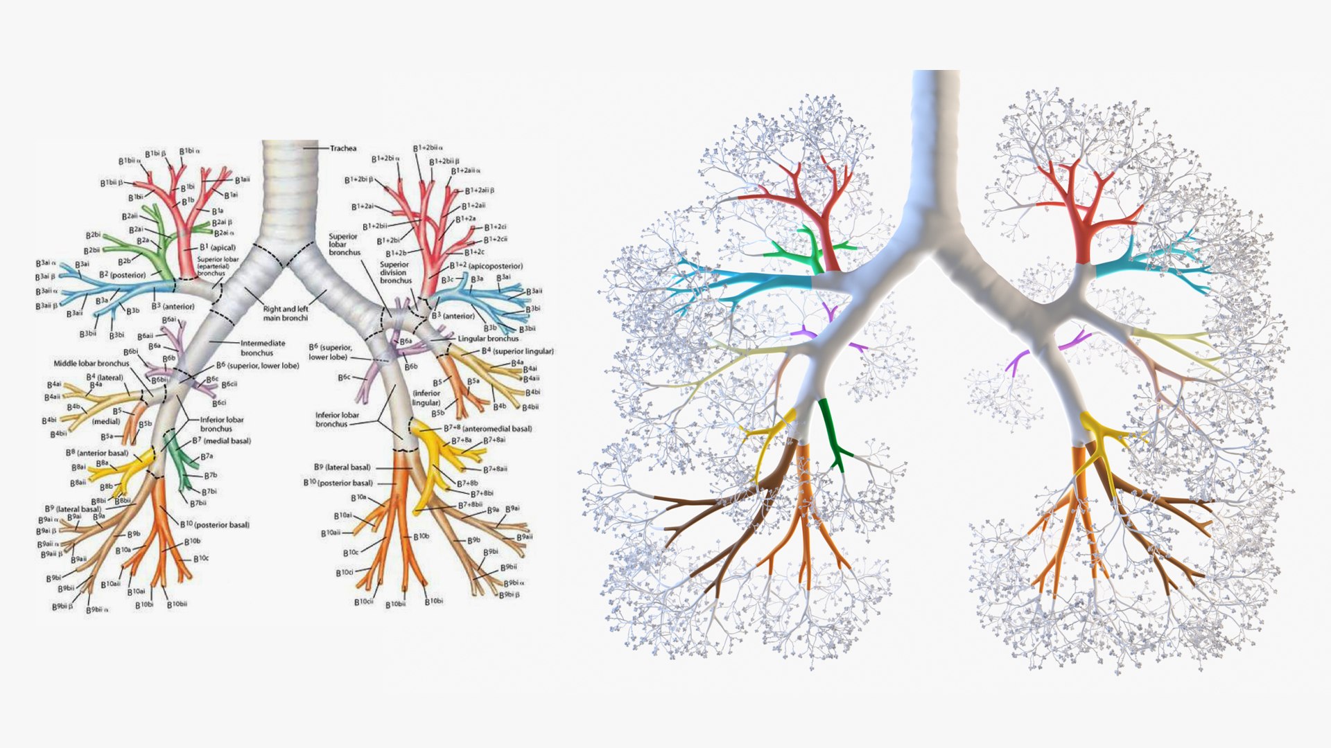 Lungs Trachea 3D Model - TurboSquid 1546197