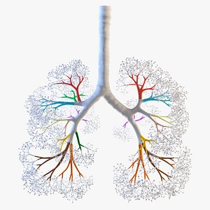 lungs trachea 3D model